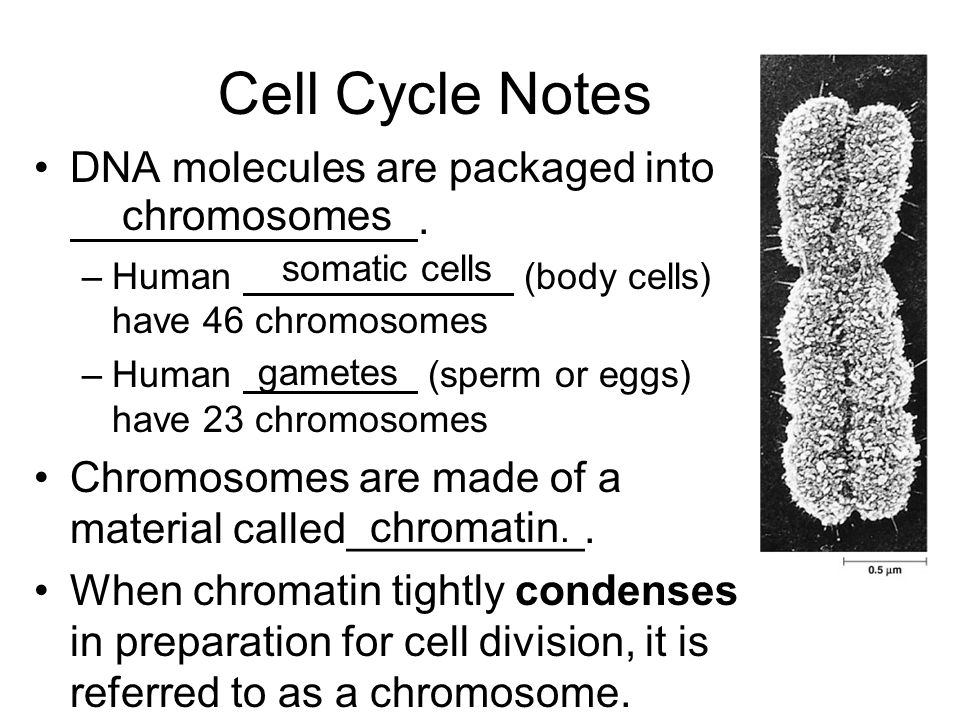 Cell Cycle Notes DNA molecules are packaged into . chromosomes
