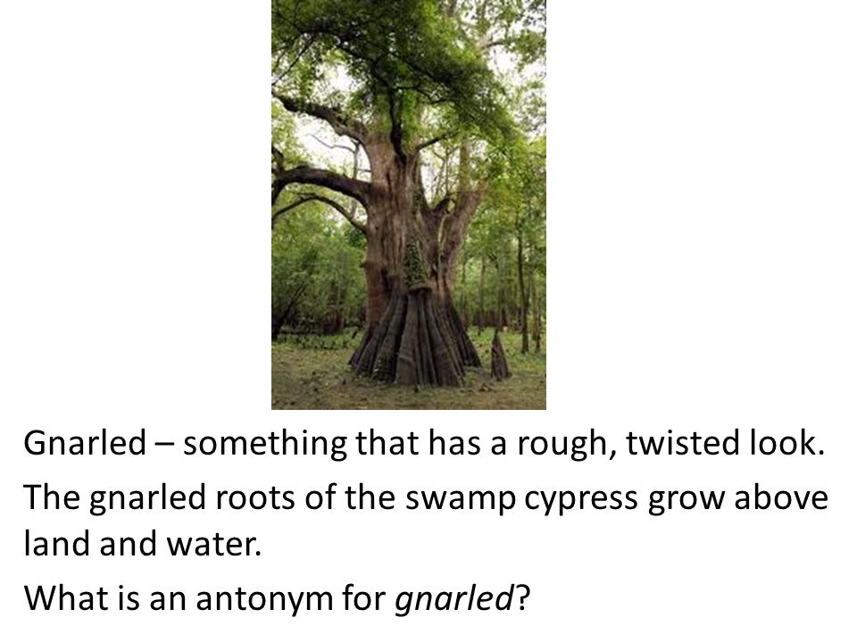 Gnarled – something that has a rough, twisted look.