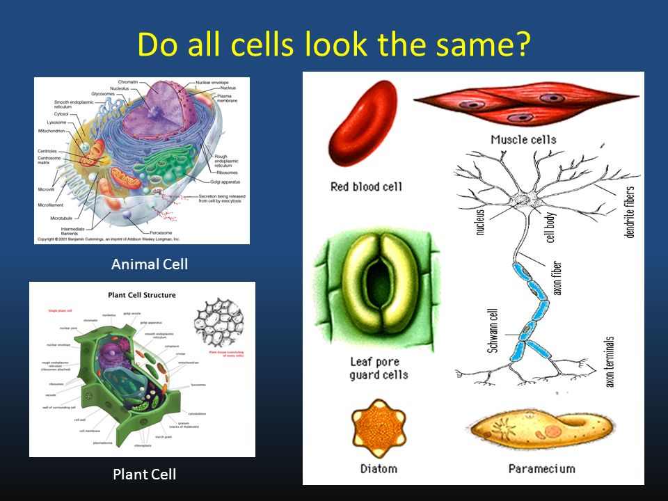 Specialized Cells and Cell Differentiation - ppt video online download