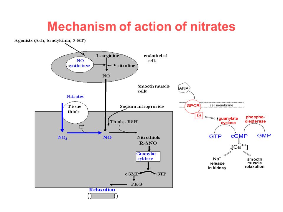 Mechanism of action. The mechanism of Action of Nitrates. Mechanism of nitroglycerin. Mechanism of Action of CGMP.