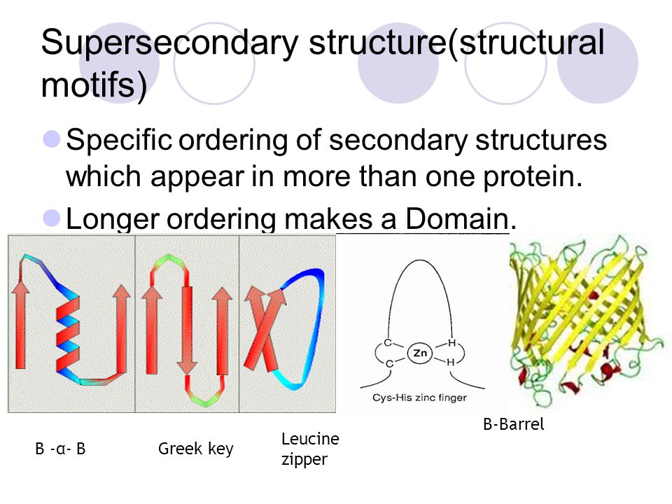super secondary structure of protein ppt