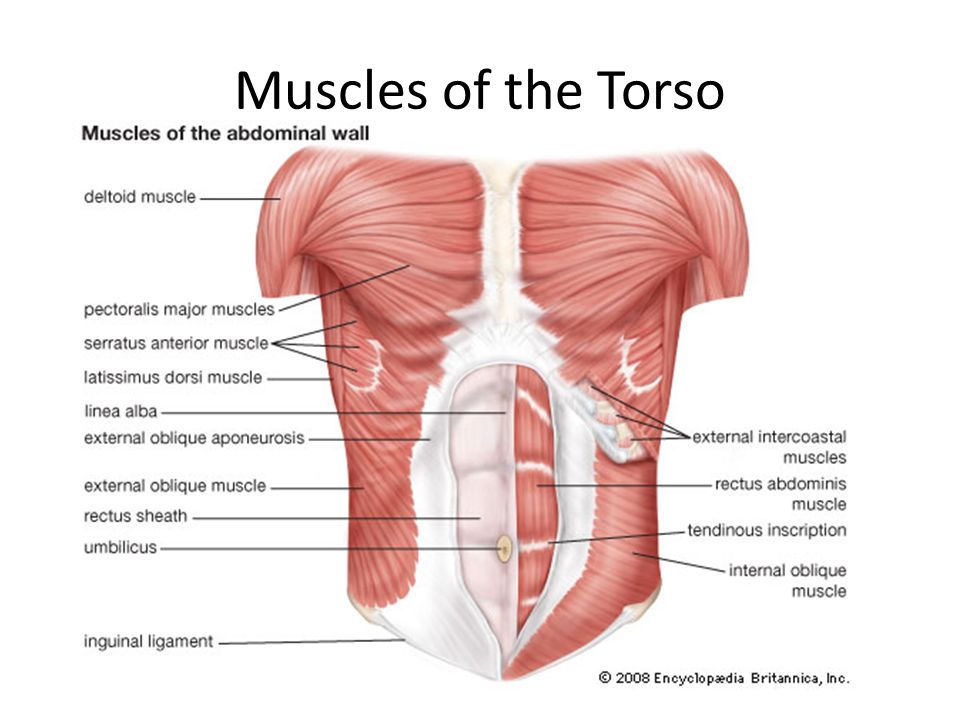 Muscle Review Ppt Video Online Download