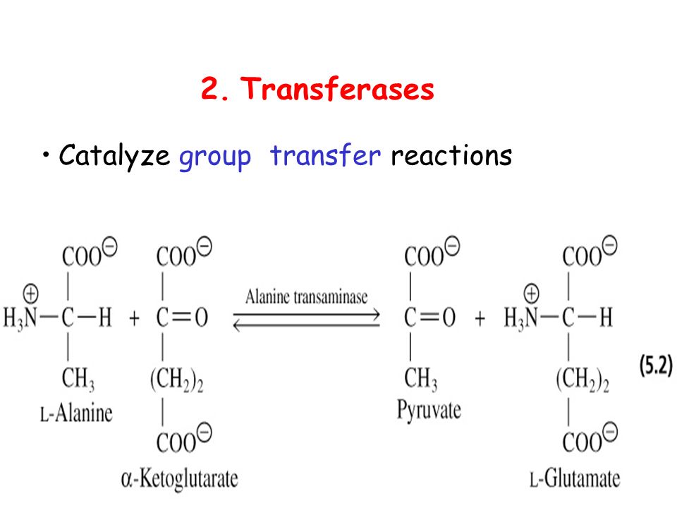 Classification of enzymes. Units of enzyme activity. - ppt download