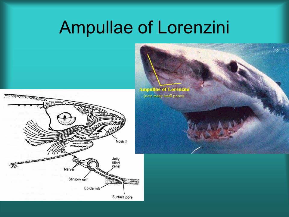 ampullae of lorenzini in sharks