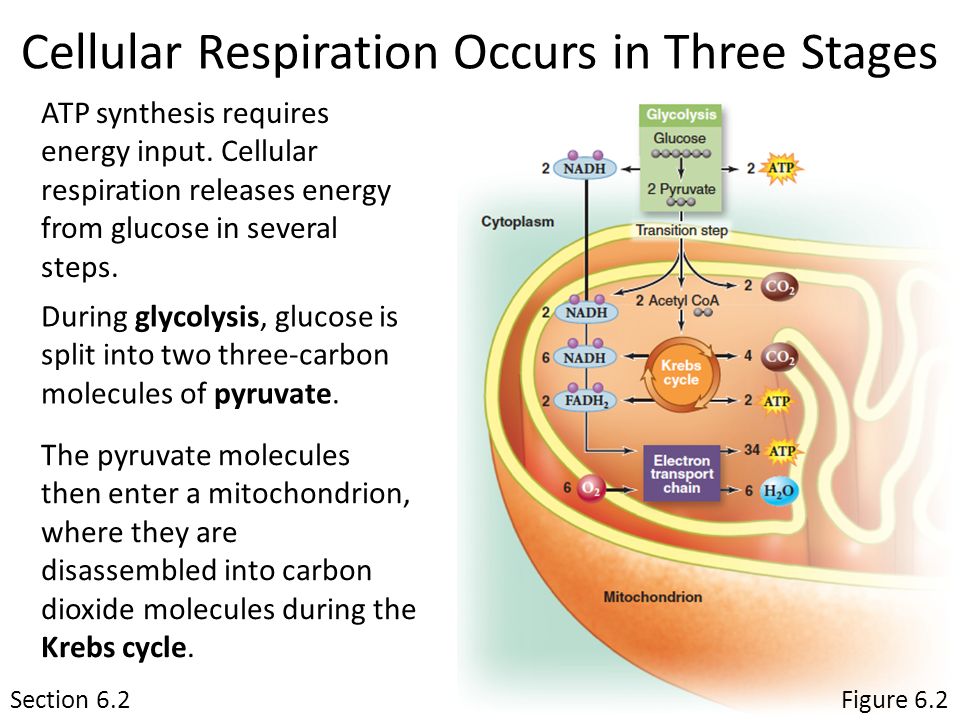Cellular space. Cellular. Stages of the respiration. Что значит Cellular. Русский Cellular.