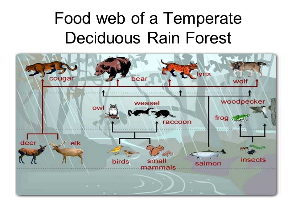 temperate rainforest animals food web