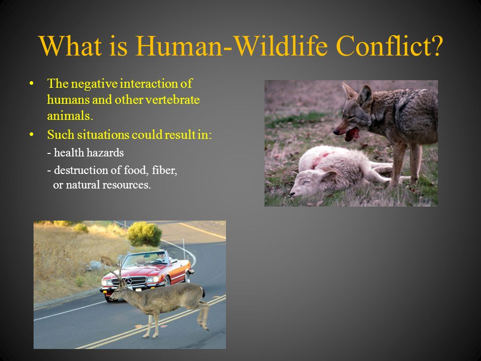 Human-Wildlife Conflict with an Emphasis on Coyote Depredation - ppt video  online download