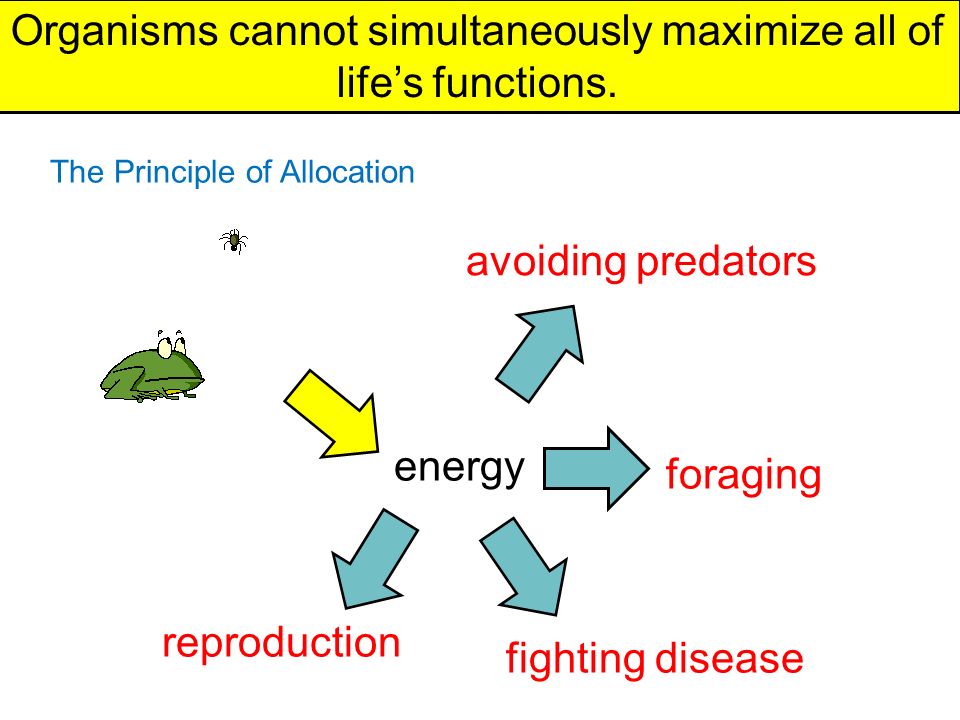 Image result for energy allocation in organisms