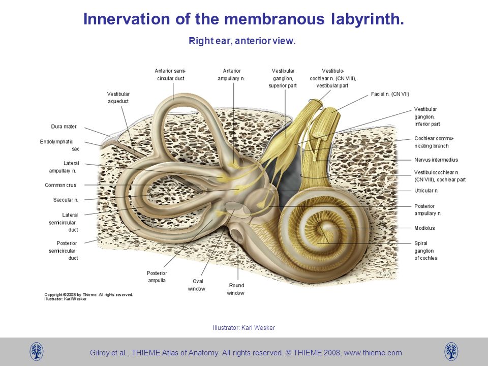 Костный и перепончатый Лабиринт внутреннего уха. Костный Лабиринт внутреннего уха (улитка). Внутреннее ухо расположено в полости кости