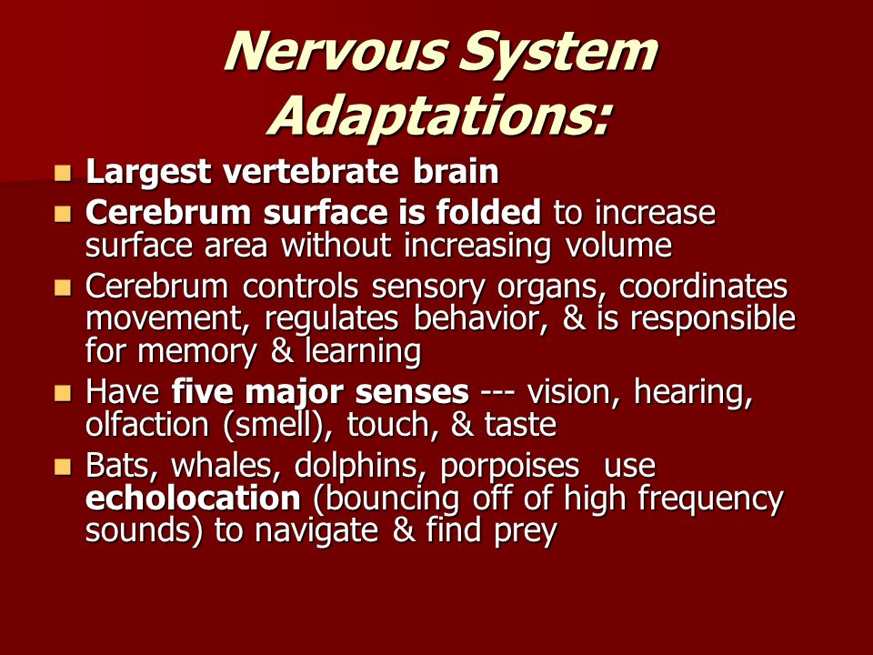 Nervous System Adaptations: