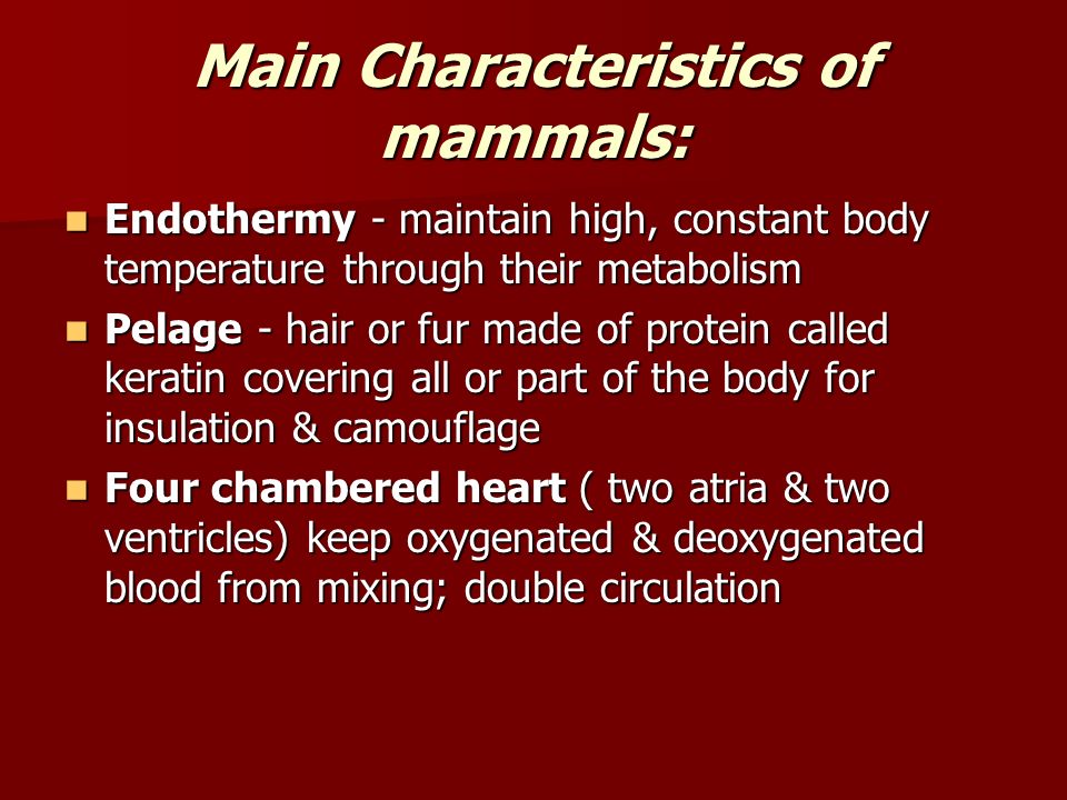 Main Characteristics of mammals: