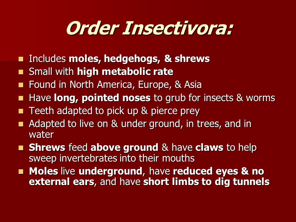 Order Insectivora: Includes moles, hedgehogs, & shrews