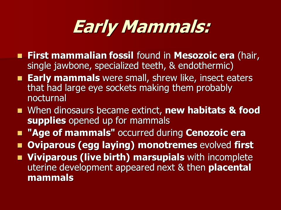 Early Mammals: First mammalian fossil found in Mesozoic era (hair, single jawbone, specialized teeth, & endothermic)