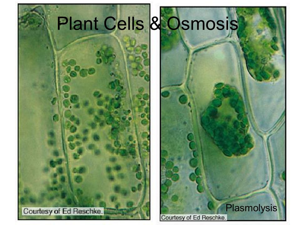 Растительные клетки способны