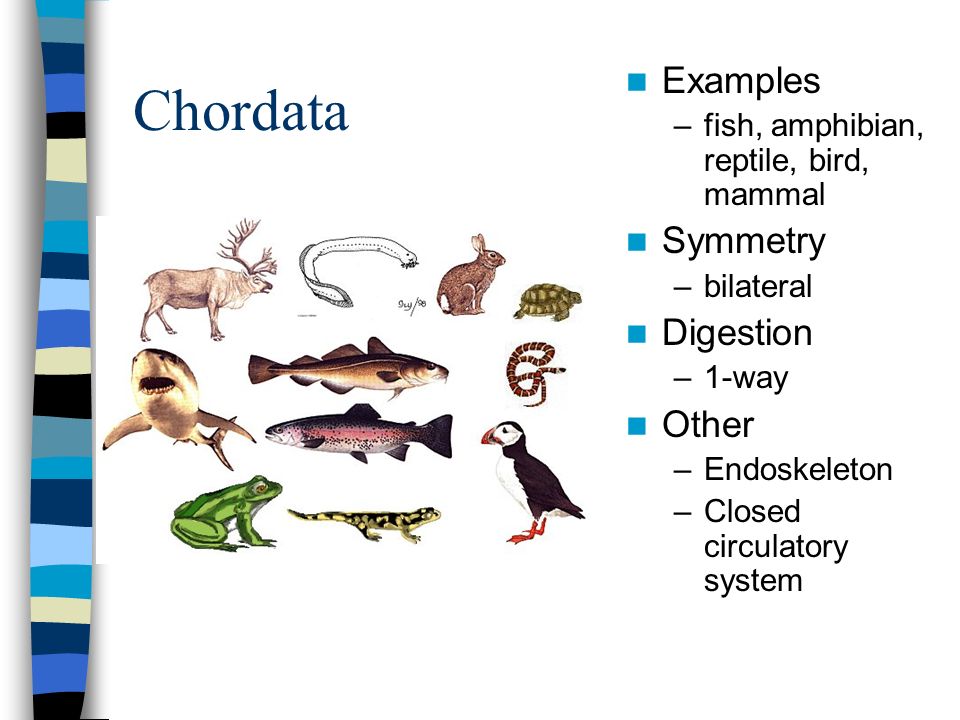 chordata examples