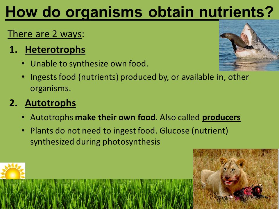 Do Now 101 Plant and animal cells are different. Which organelle belongs to  a plant cell, animal cell or both (mitochondria, chloroplast, cell wall,  cell. - ppt video online download
