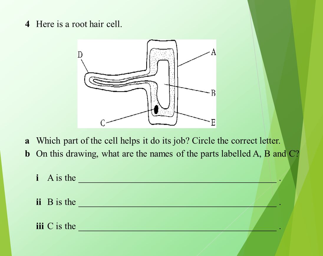 Cells Tissues And Organs Ppt Video Online Download