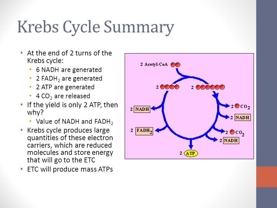 Krebs Cycle Summary At the end of 2 turns of the Krebs cycle.