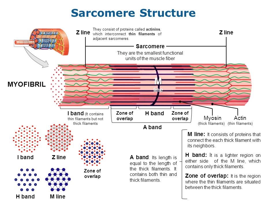 Sarcomere Structure M line MYOFIBRIL Z line Sarcomere.