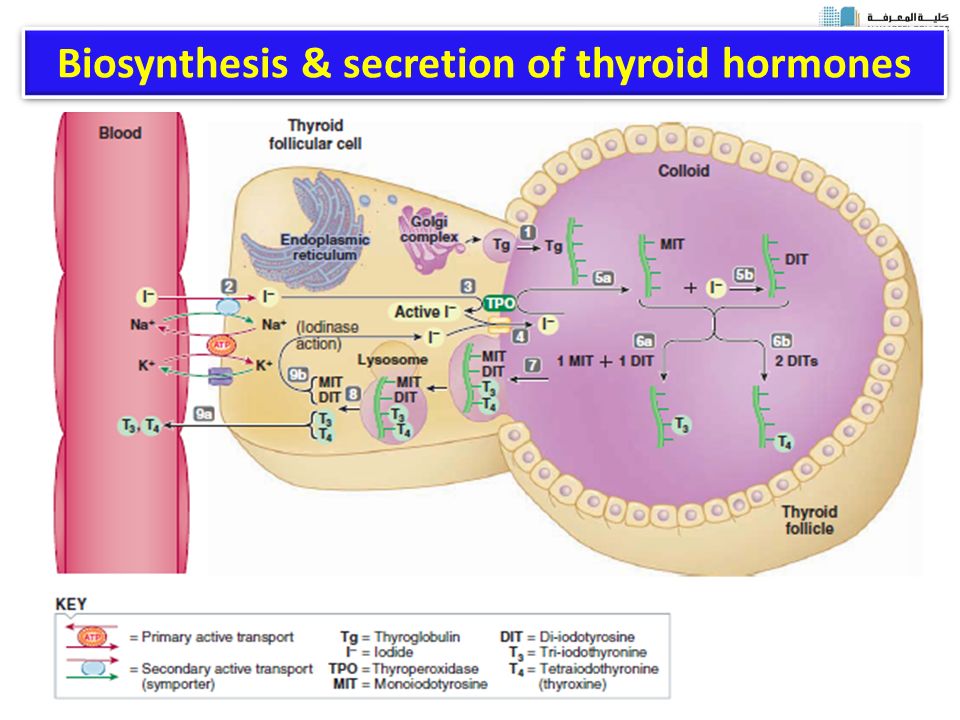 Biosynthesis & secretion of thyroid hormones.