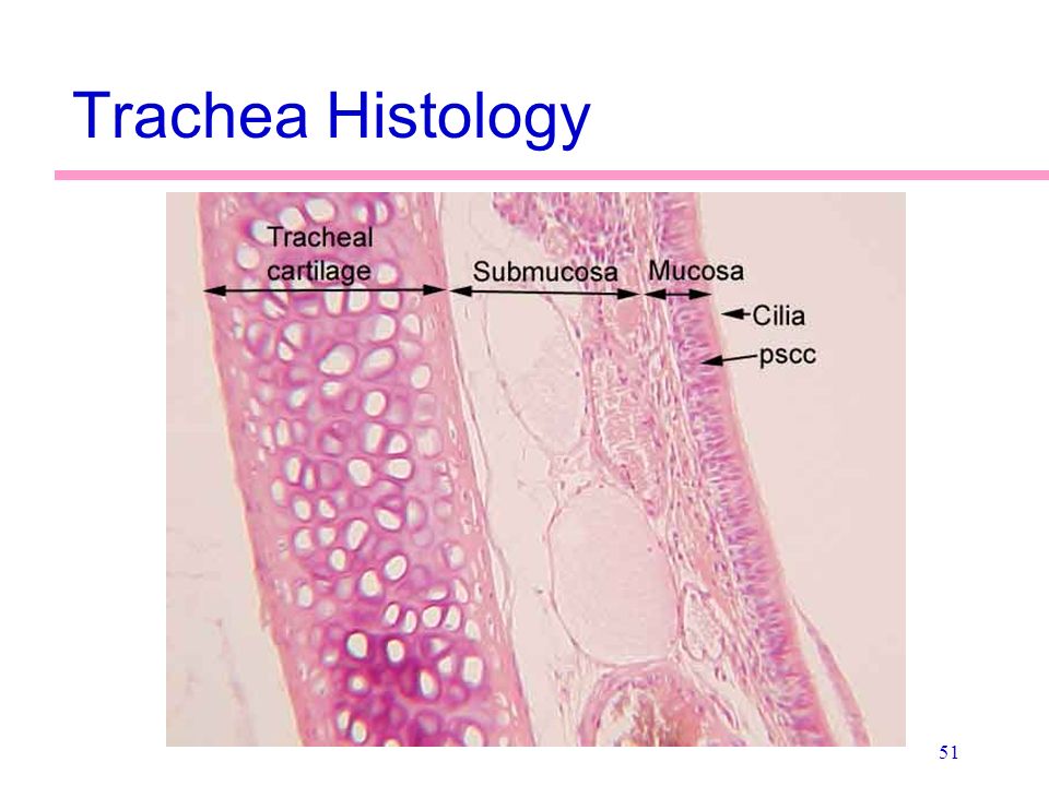 Трахея гистология препарат рисунок