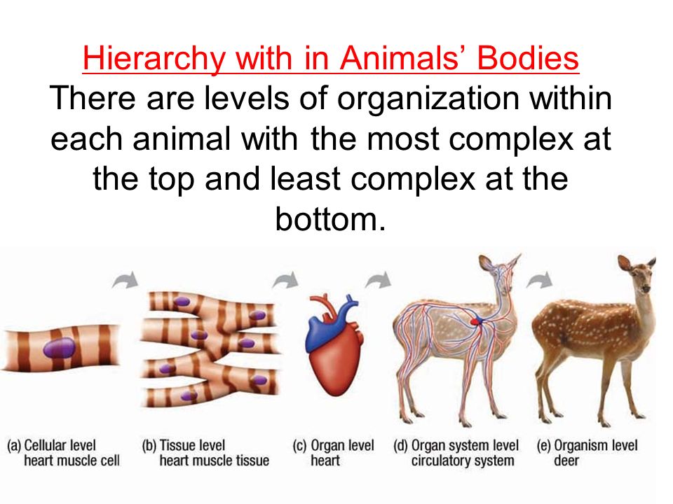 The Hierarchy of Structure in Animals - ppt video online download
