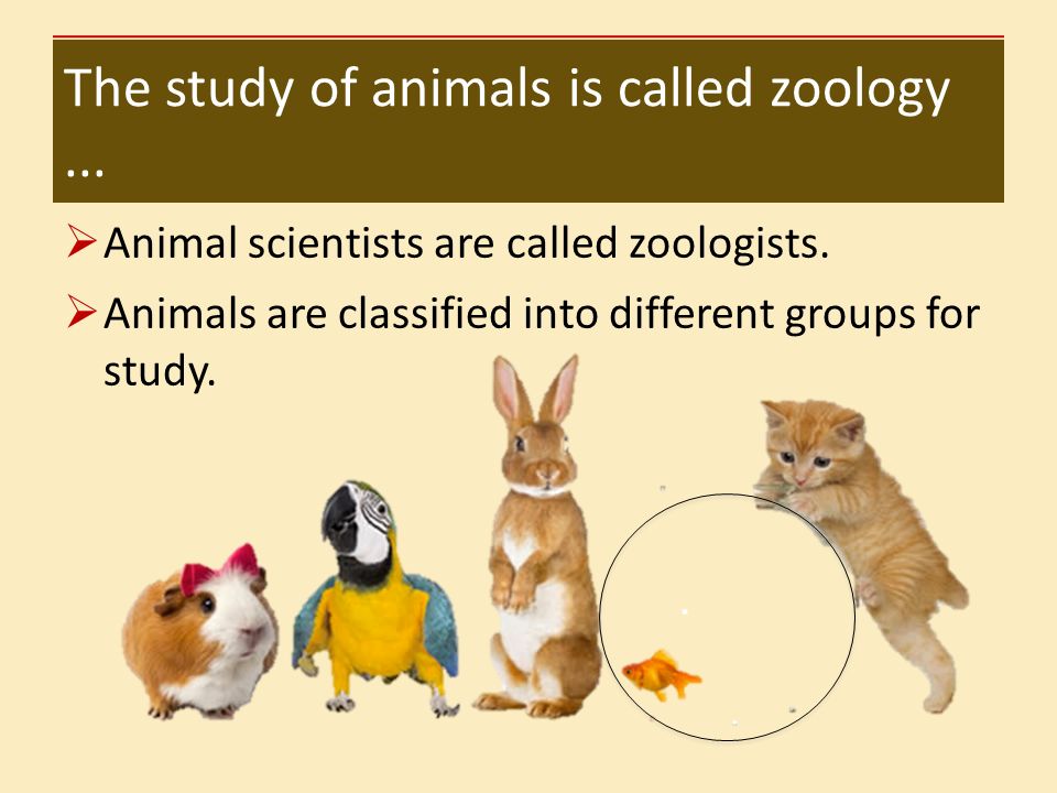 Overview of Small Animal Science - ppt download
