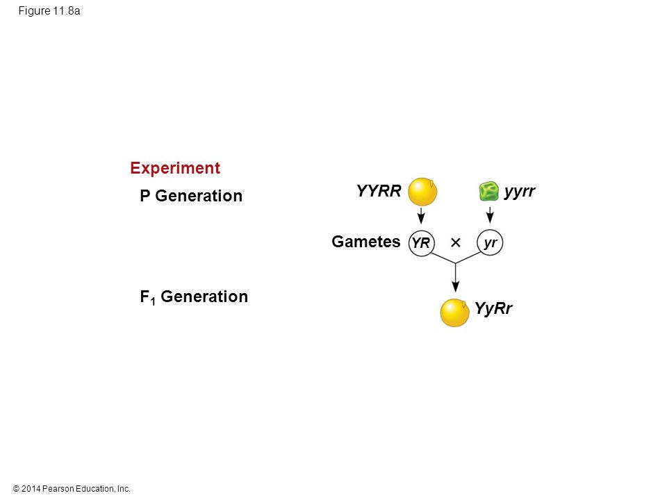Experiment YYRR yyrr P Generation Gametes F1 Generation YyRr YR yr