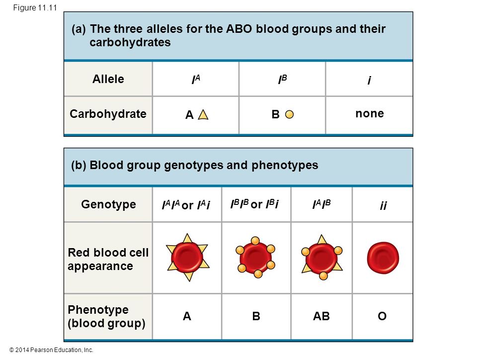 (a) The three alleles for the ABO blood groups and their carbohydrates
