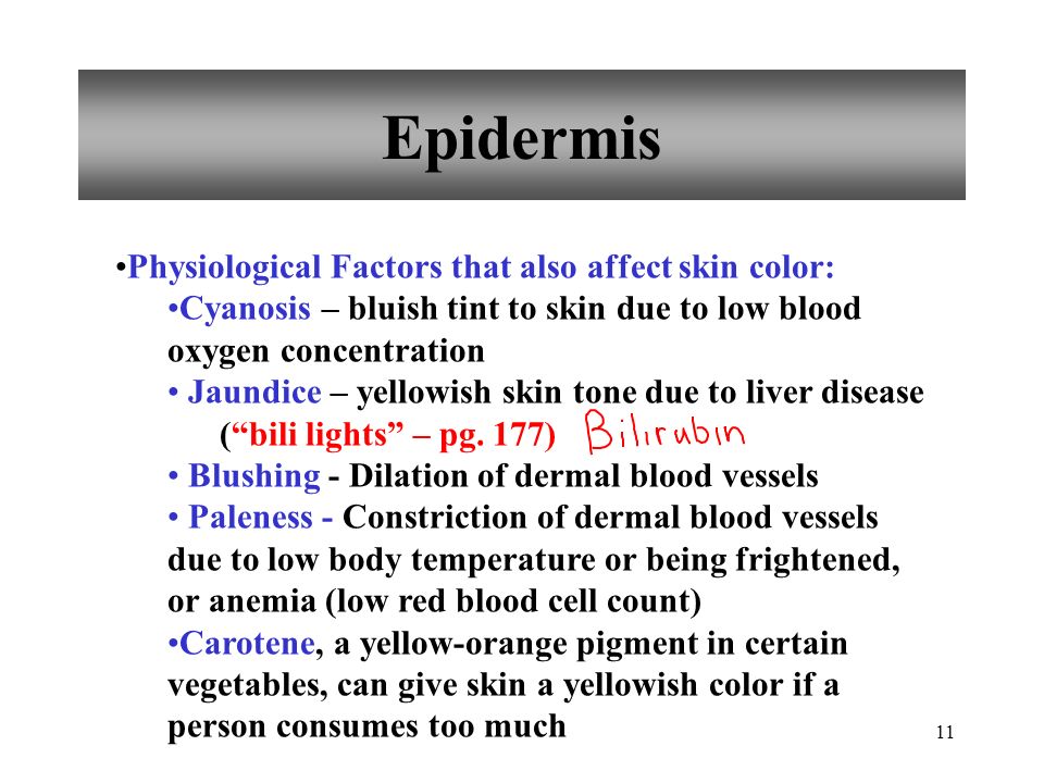 Epidermis Physiological Factors that also affect skin color: