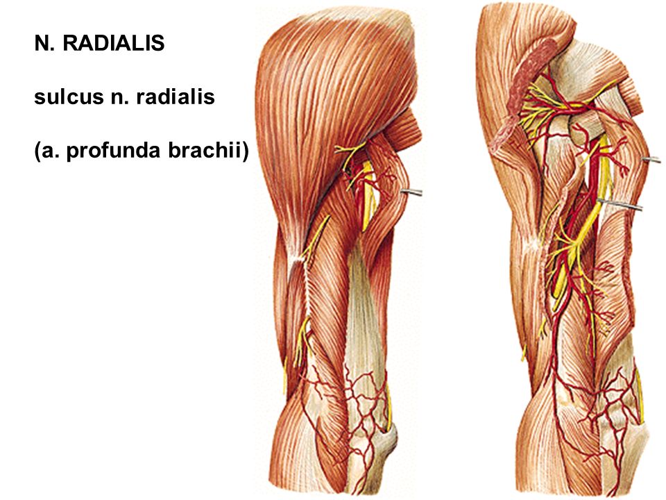 N. RADIALIS sulcus n. radialis (a. profunda brachii) .