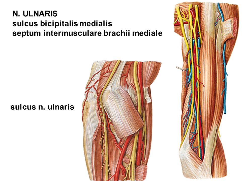 N. ULNARIS sulcus bicipitalis medialis septum intermusculare brachii medial...