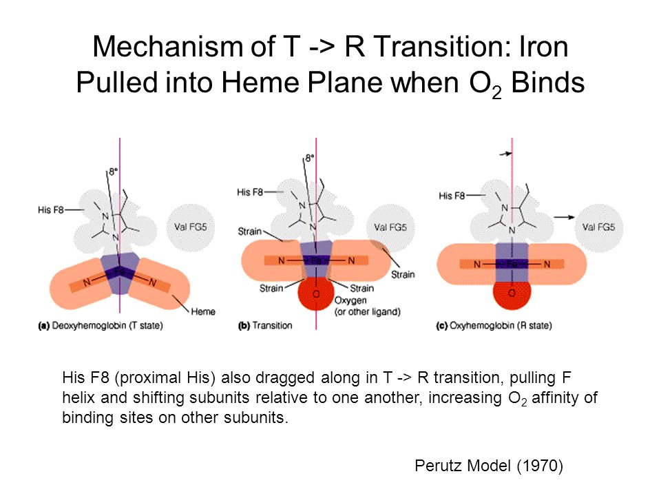 Protein Function And Evolution Ppt Video Online Download