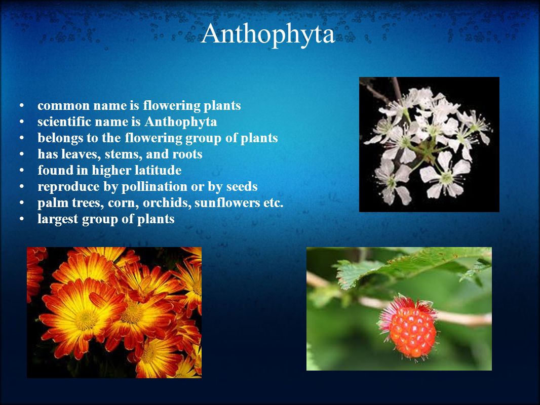 Anthophyta common name is flowering plants