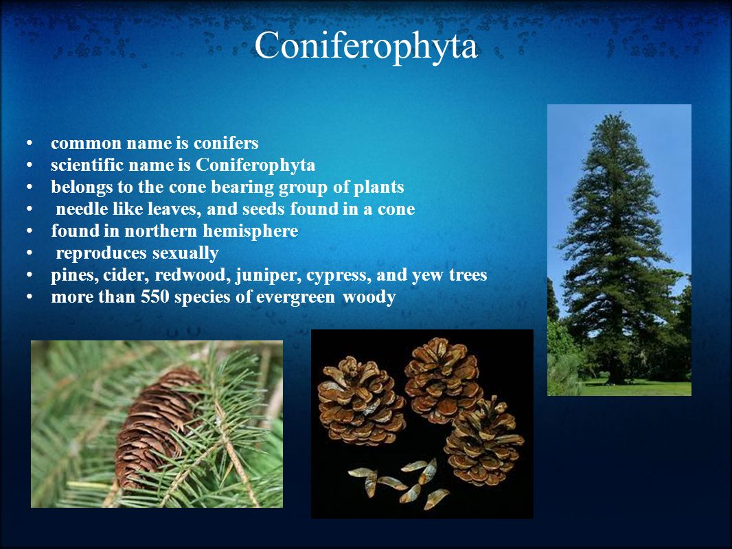 Coniferophyta common name is conifers scientific name is Coniferophyta