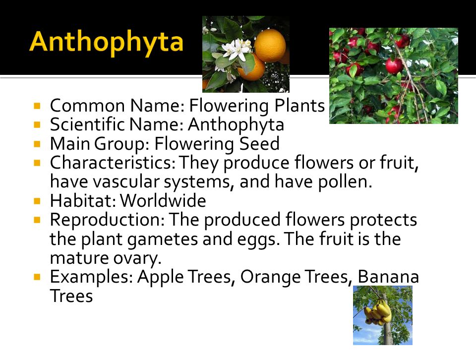 Anthophyta Common Name: Flowering Plants Scientific Name: Anthophyta