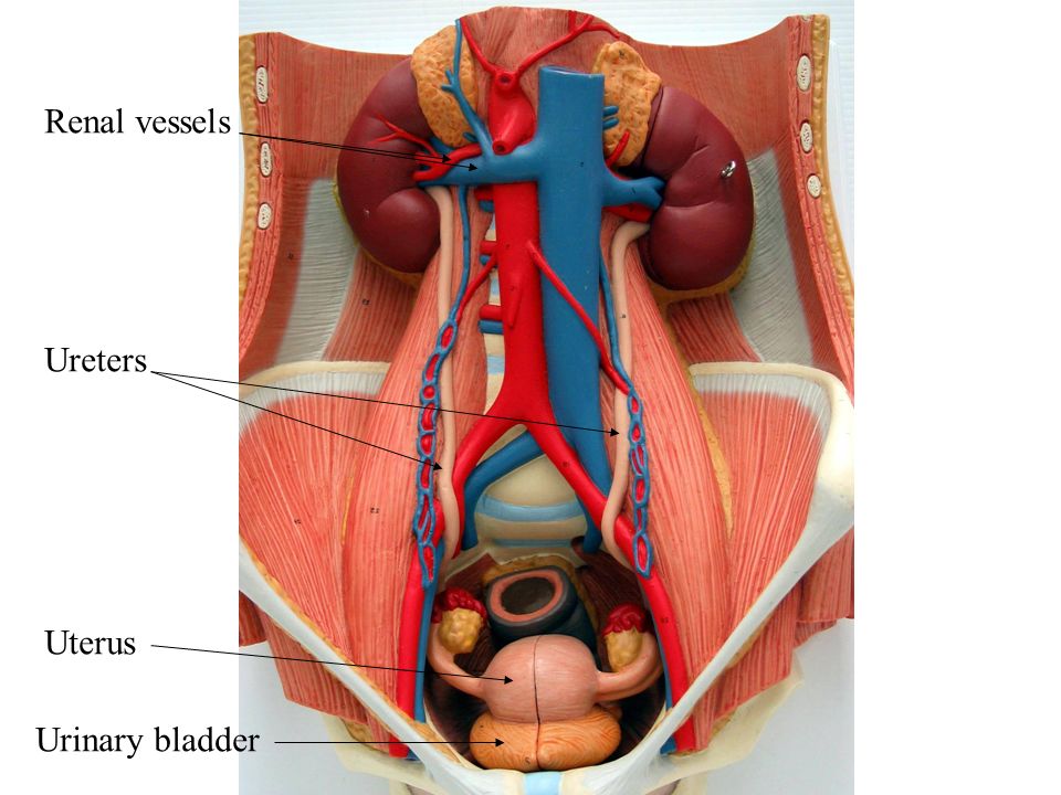 Inferior Vena Cava And Aorta Diagram Human body diagram, Human body anatomy