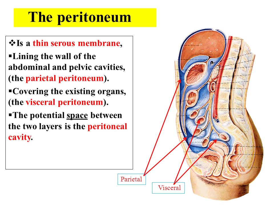 Брюшной на латыни. Peritoneum Anatomy. Peritoneum анатомия.