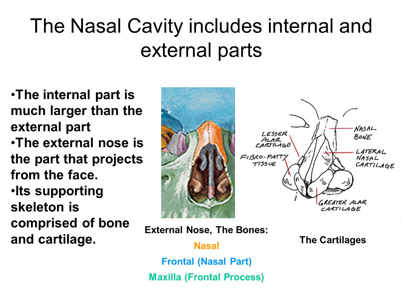 Internal Parts Of The Nose | vlr.eng.br