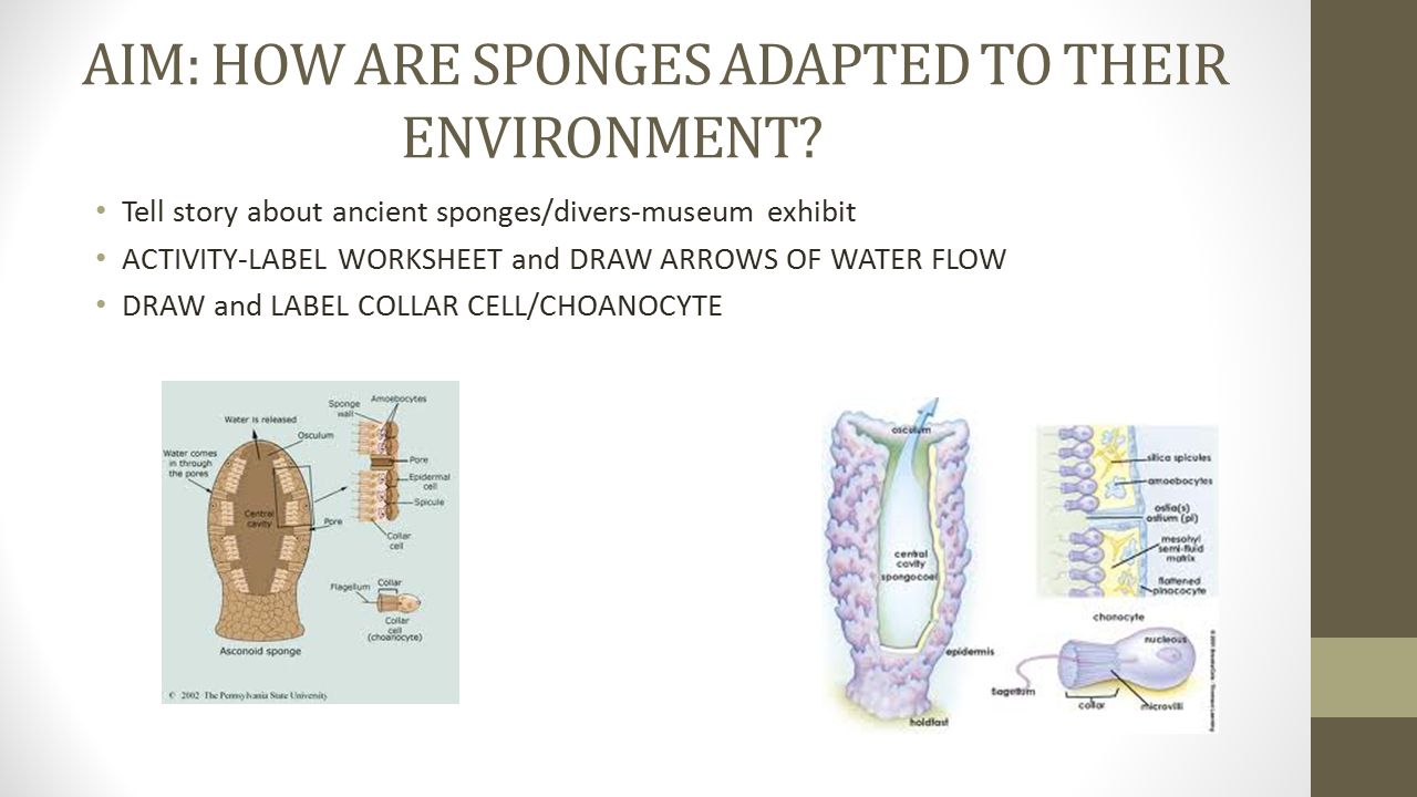 Describe 3 Observations About The Marine Sponge Ppt Download
