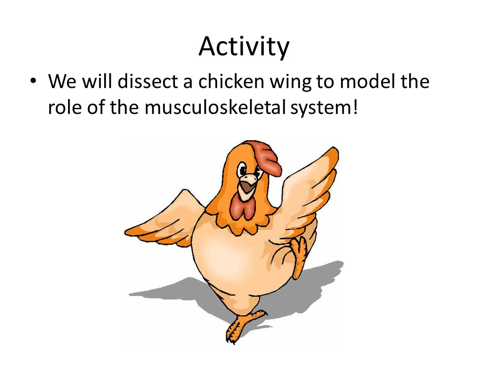Activity We will dissect a chicken wing to model the role of the musculoskeletal system!