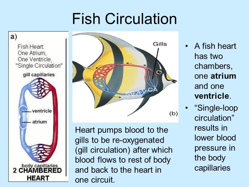 Comparative Circulatory System Ppt Download