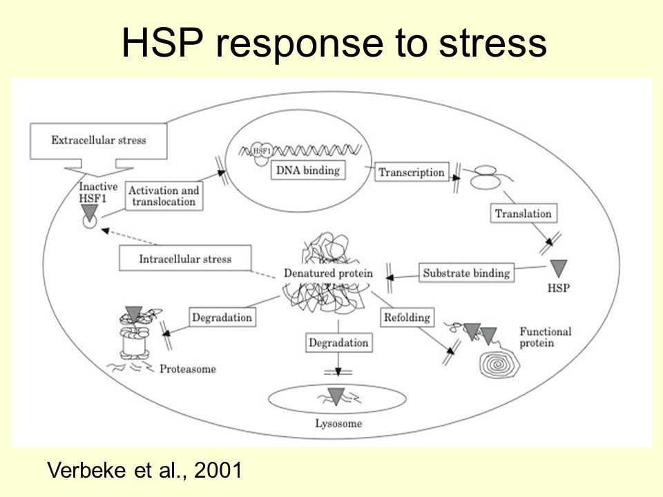 Hsp en stress