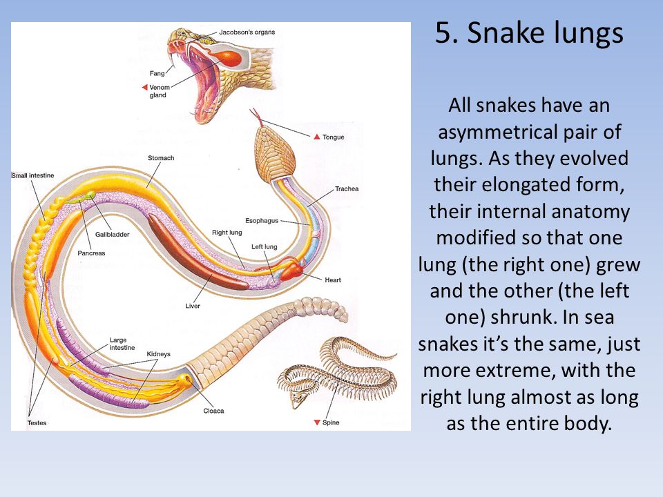 Легкие у змей. Строение змеи. Строение змеи органы. Анатомия змеи. Дыхательная система змеи.