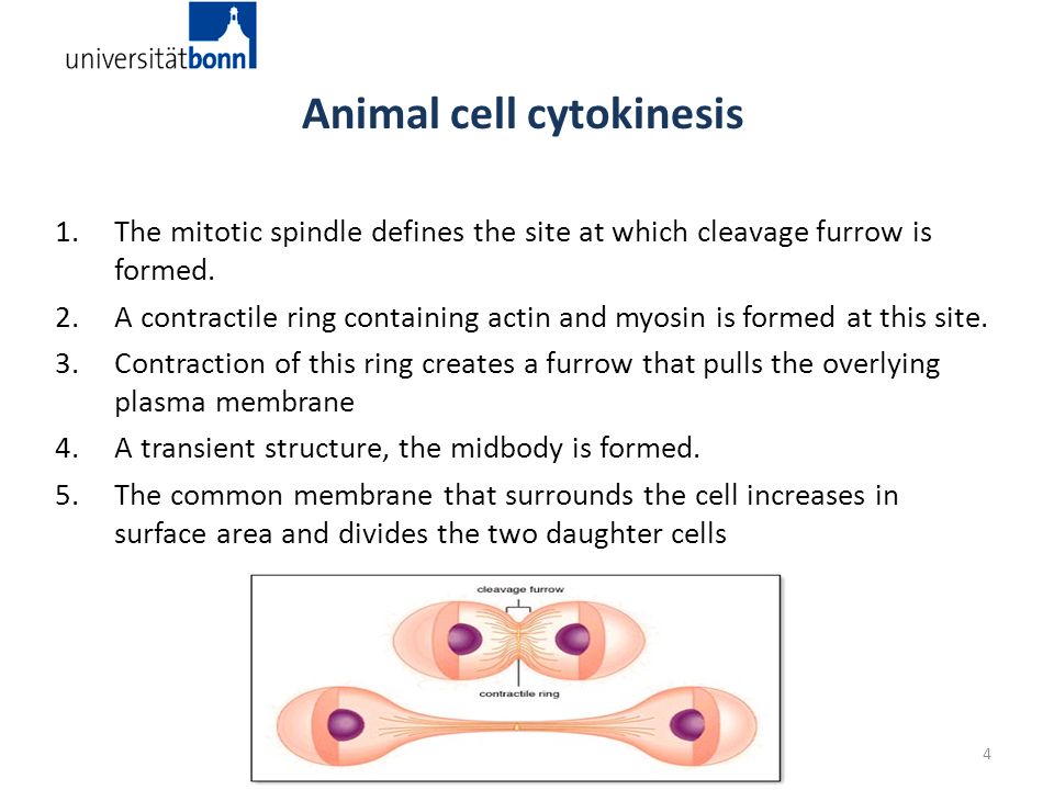 Cytokinesis and Cell plate PCDU seminar winter term 2015/16 - ppt video online download Cytokinesis and Cell plate PCDU seminar winter term 2015/16 - ppt video online download