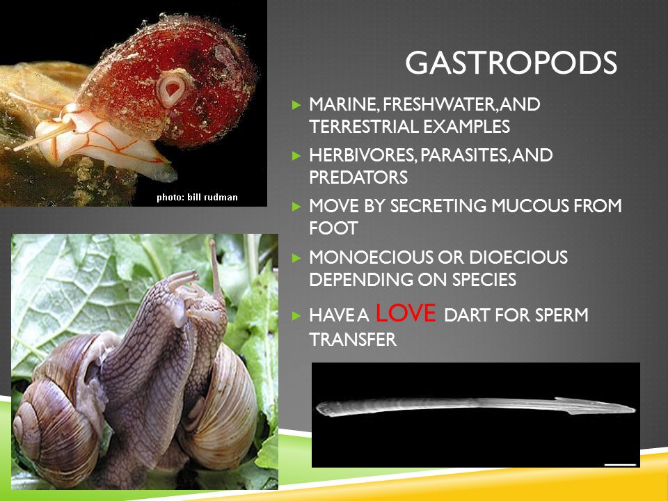 Snails, Clams, Mussels, Squid, and Octopi - ppt video online download