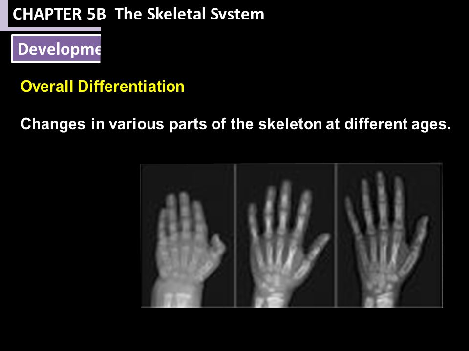 NOTE: This presentation was not made for public use. Please do not use ... Biology Diagrams