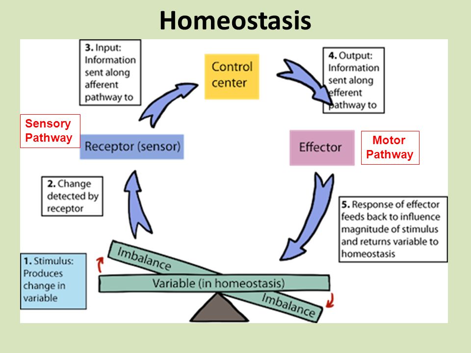 Variable returns. Гомеостаз грез. Гомеостаз опыт с яблоком. Homeostasis ppt. Informations about homeostasis.