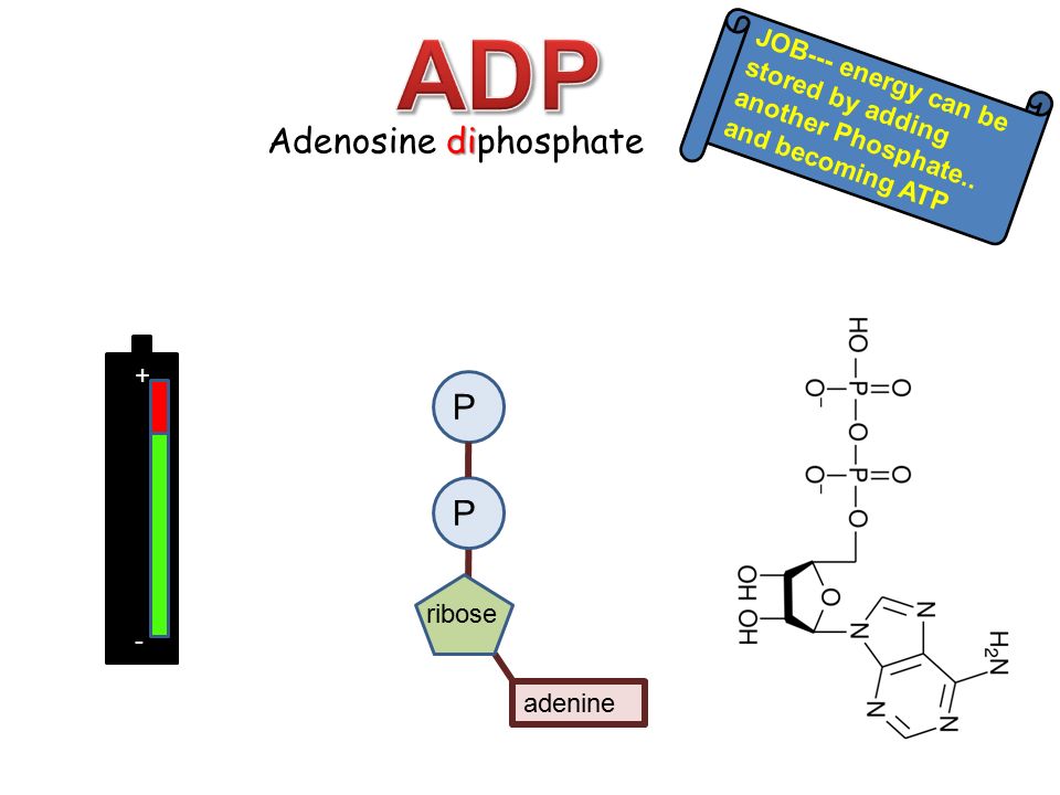 ADP Adenosine diphosphate P.