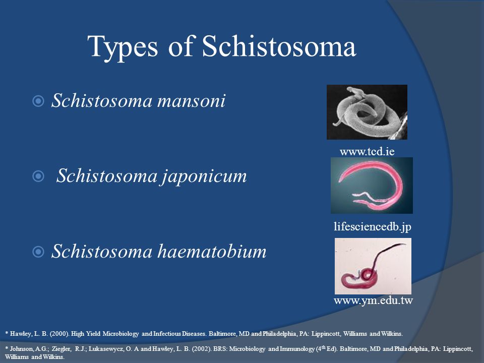 types of schistosomiasis forum al verucilor genitale